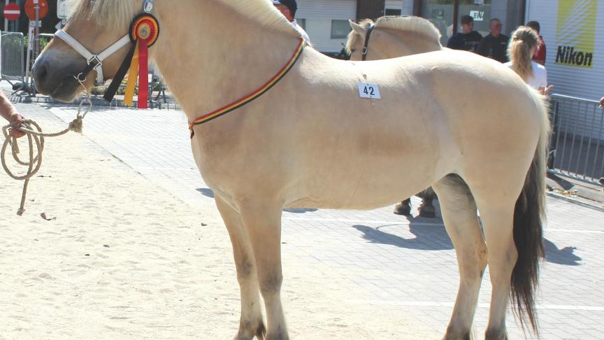 Narja van ’t Wulpenhoeveke, dagkampioene. Eig.: Stijn Sweertvaegher uit Lo –Reninge.