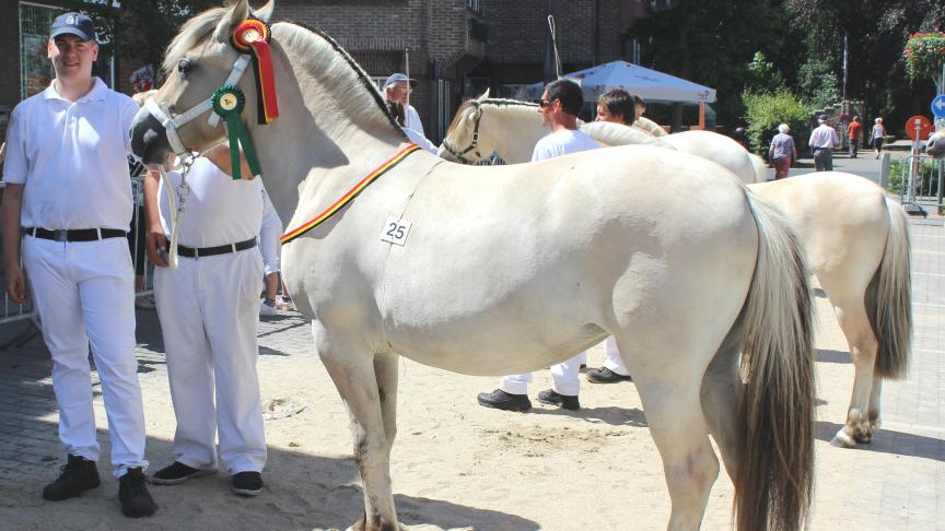 Sarki van stal Houteghem, jeugdkampioene. Eig.: Paul Hallaert uit Beernem.
