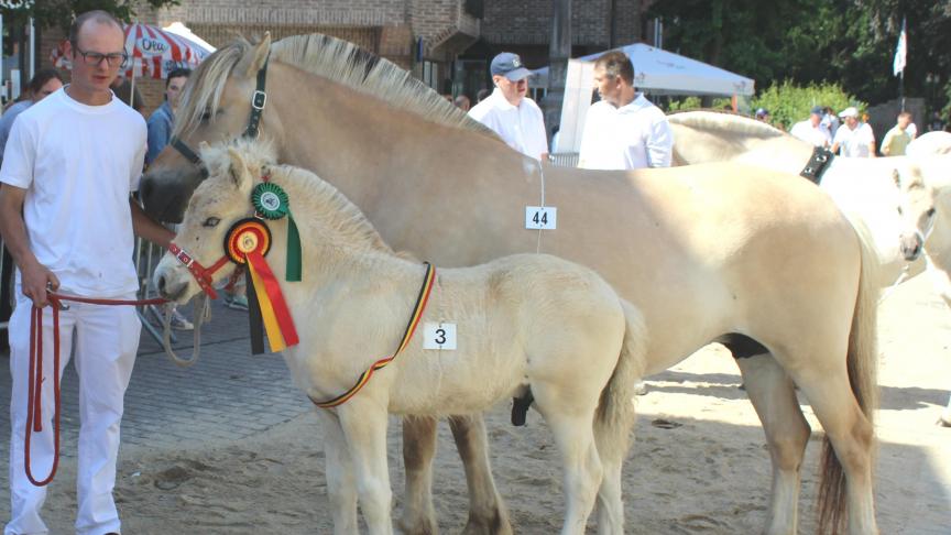 Urs van den Hoflander, veulenkampioen. Eig.: Stijn Sweertvaegher uit Lo-Reninge.