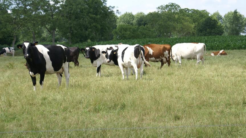 LTO verwacht dat de melkprijzen de komende maanden weer zullen stijgen.