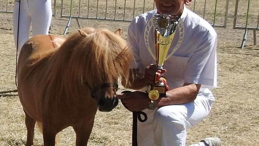 erekampioene bij de hengsten, Boudewijneke van ’t Barreeltje. Eig.: R. De Graeve, Dilbeek.