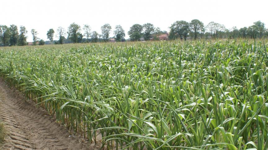De droogte doet de granen pijn.