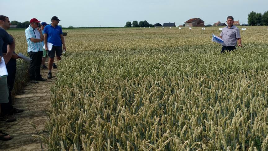 De rassenproef in wintertarwe gaf een overzicht van 26 variëteiten.