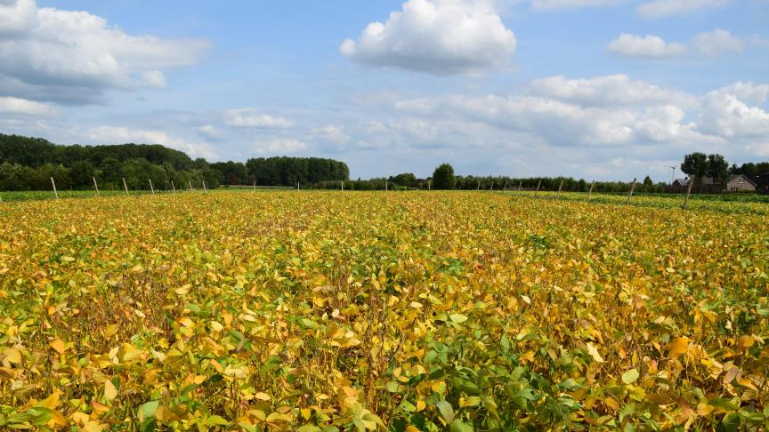 De extra import van Amerikaanse soja lijkt niet in te druisen tegen het doel van de EU om zelf meer soja te telen. De Amerikaanse soja vervangt vooral Braziliaanse soja.