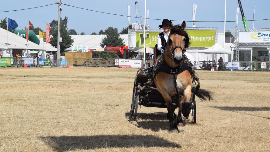 Paarden komen in alle vormen voorbij, zo ook met de koets.