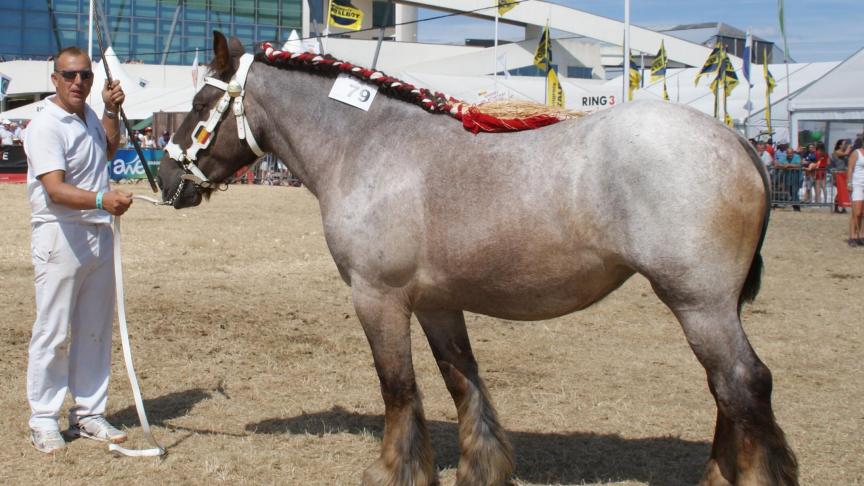 Bella de Monteuville (Darco de l’Halvigne x Manon de Monteuville), kampioene bij de merries van 2 jaar. Eig.: Stéphane Lardau, Grand-Han.