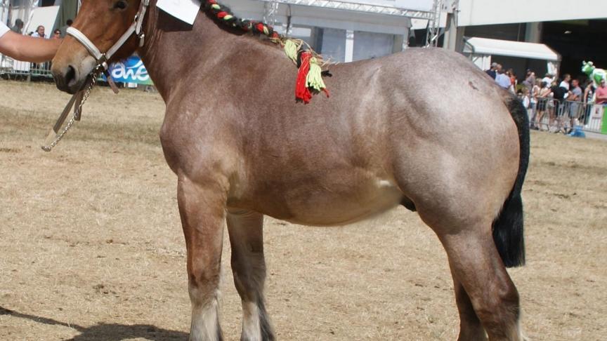 Diego de la Lesse (Albion de l’Halvigne x Serena de la Lesse), eerste prijs bij de hengstveulens van 1 jaar. Eig.: Christian Breuskin, Ochamps.