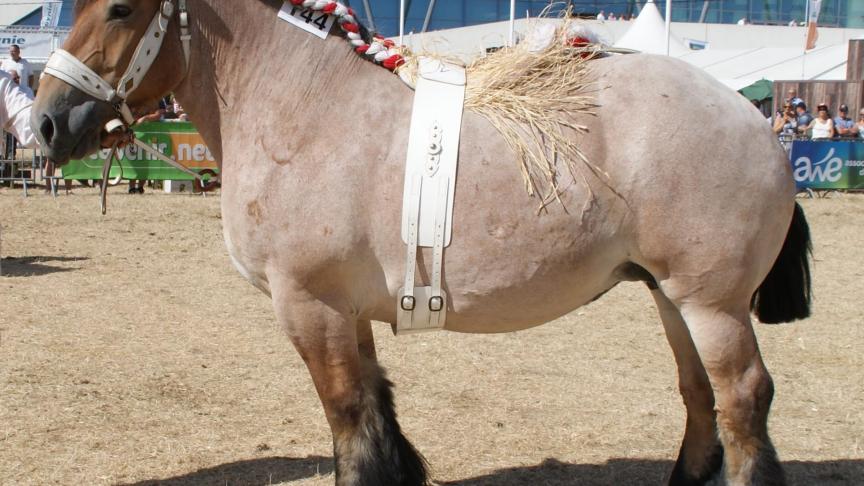 Gloria de la Coronne (Julio de la Boverie x Bertha de la Coronne), eerste prijs bij de merries van 4 jaar en ouder zonder veulen, reeks C. Eig.: Sébastien Charneux, Vaux-sur-Sure.