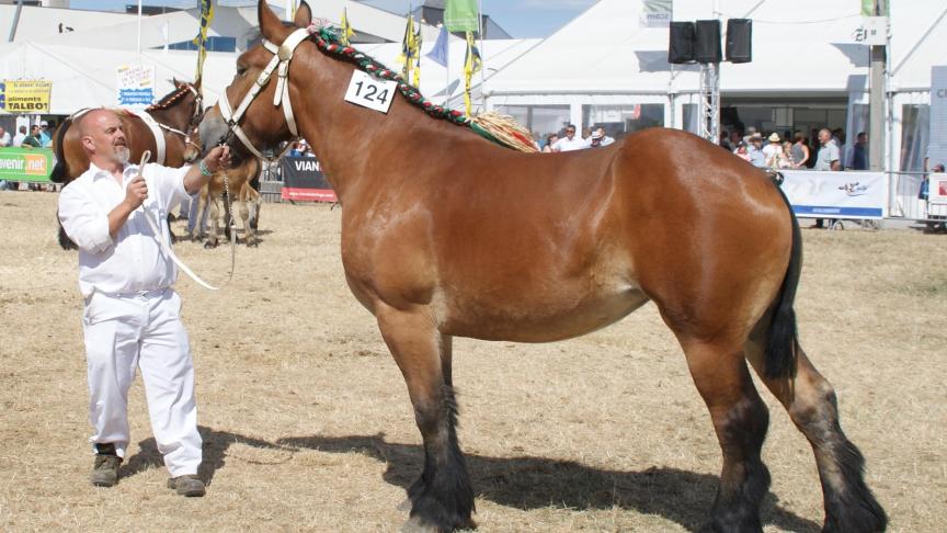 Hardante de Chevemont (Albion de l’Halvigne x Mignonne de roy), kampioene bij de merries van 3 jaar. Eig.: Céline Meyers, Teuven.