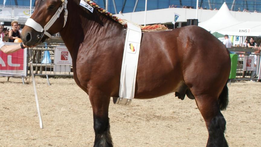 Jules du Pré d’Awee (Cadilac van het Koyennehof x Xsara de Wincrange), eerste prijs bij de hengsten van 3 jaar. Eig.: Emile Fontaine, Saint-Hubert.
