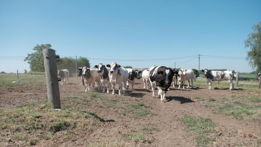 De droogte zorgt voor een tekort aan voeders.