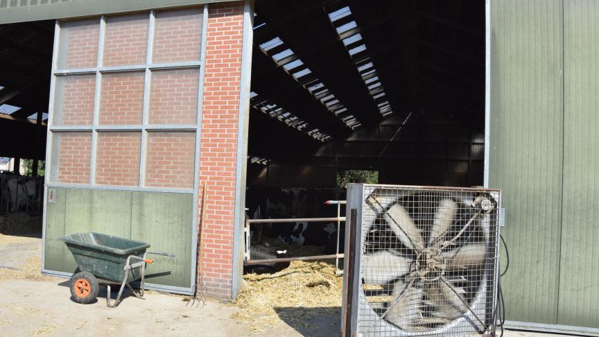 Extra ventilatoren werden omheen de stallen geplaatst om de dieren te beschermen tegen de hitte. Verder wordt een voedingsupplement extra vervoederd om hittestress tegen te gaan en worden de koeien nat gespoten in de wachtruimte voor het melken.