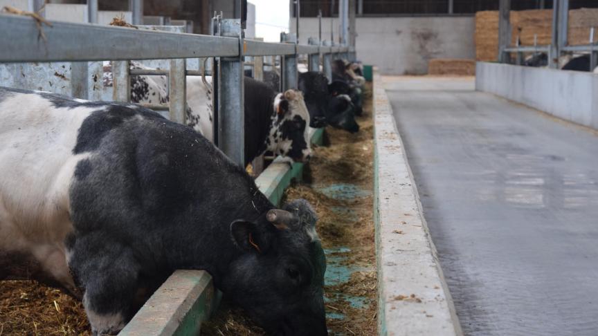 Adriaens werd zwaar geraakt door het Veviba-schandaal, al had het slachthuis met de vermeende misstanden niks te maken.
