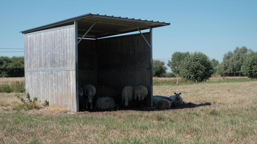 Wolven doodden veel meer schapen in Nederland.