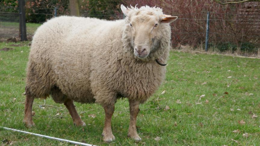 De voedingstoestand van een schaap kan men inschatten door een body conditie score (BCS) toe te kennen.