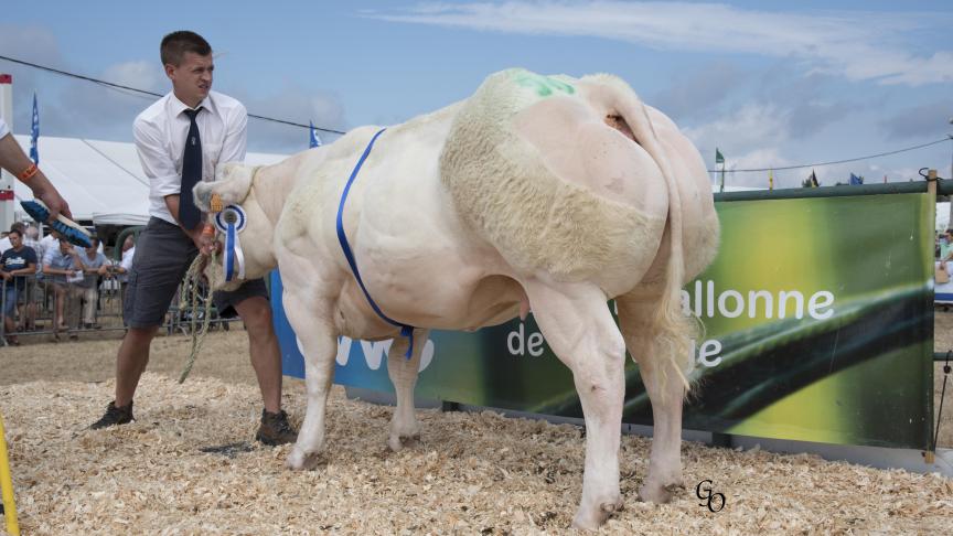 Berceuse de Fooz (Courtois X Argan), reekswinnaar vaarzen. Eig.: Eric & Julien Coheur Ass., Awans.