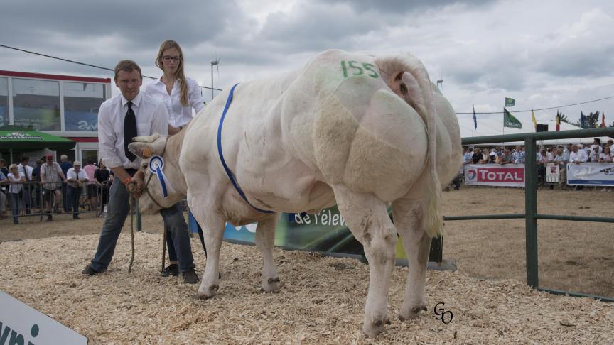 Kandy du Champs des Oies (Benhur X Orme), reekswinnaar vaarzen. Eig.: Cédric Poncelet, Gedinne.