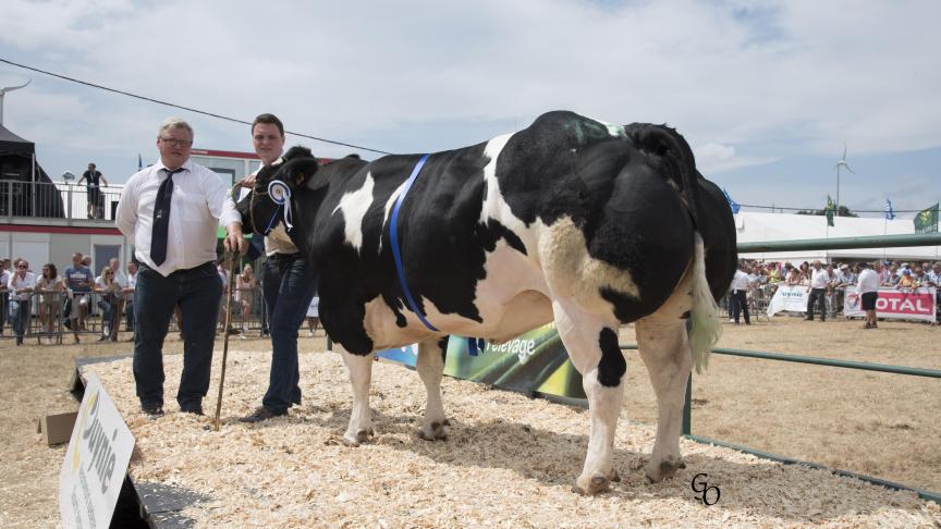 Luxueuse du Sart (Impérial X Jalon), reekswinnaar koeien. Eig.: Roland & Maxime Baudoin Ass., Franc-Waret.