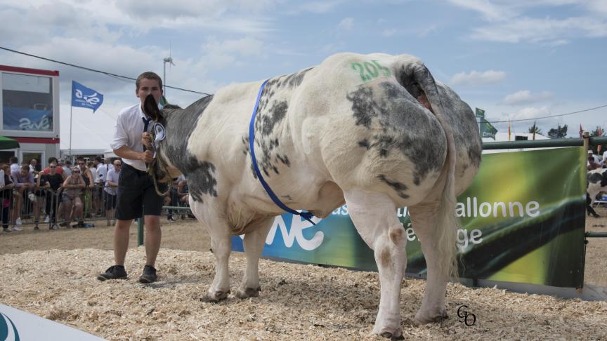 Nelly de Jassogne (Impérial X Libéral), reekswinnaar koeien. Eig.: Rik & Florence Crevits, Crupet.