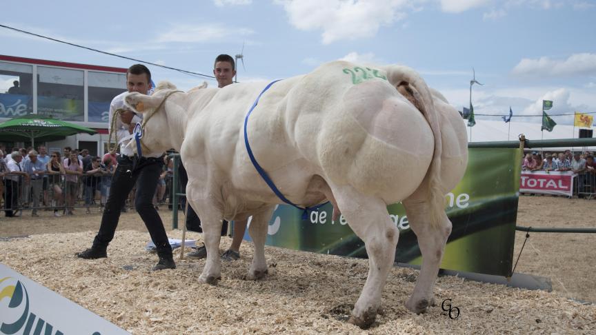 Caboche de Biert (Attribut X Samourai), reekswinnaar koeien. Eig.: Marie-Hélène Daxhelet-Rabeux, Ermeton-sur-Biert.