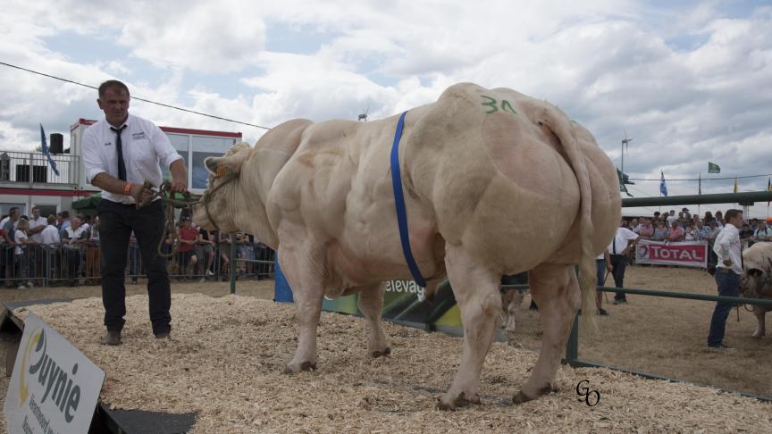 Tarzan de Cobreville (Poltron X Harpon), reekswinnaar stieren. Eig.: Christophe & Pierre-Henri Lequeux, Vaux-sur-Sûre.
