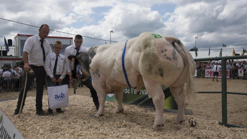 Benevole de Fooz (Banjo X Attribut), reekswinnaar stieren. Eig.: Guy Vanderbecq, Thieu.