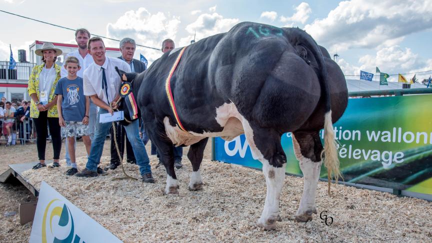 Karaat van Terbeck (Fiacre X Impérial), kampioen vaarzen. Eig.: Roggen-Schotsmans en Paul Vranckx, Kersbeel-Miskom.