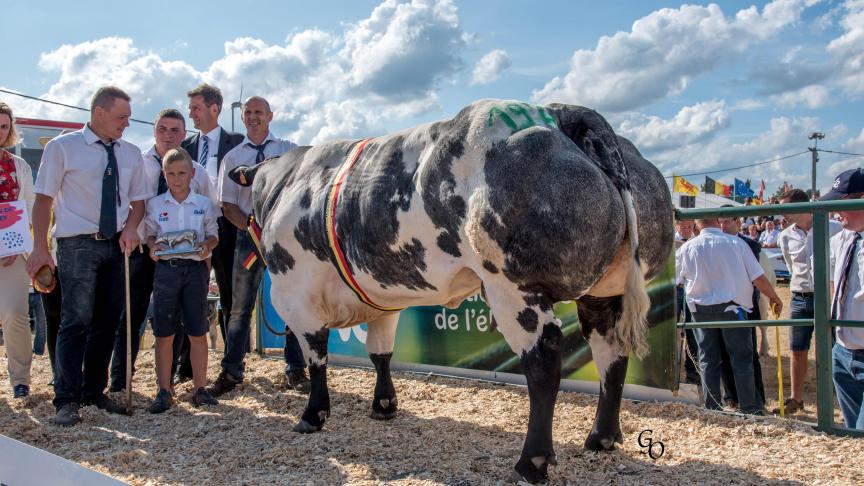 Java van den Hondelee (Impérial X Panache), kampioen koeien. Eig.: Daniel, Damien & Charles Van Bellegem, Spy.