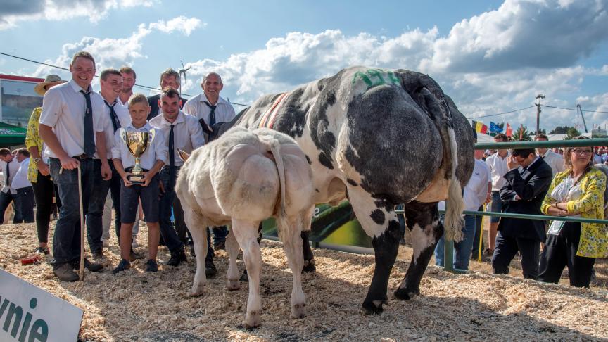 Java van den Hondelee (Impérial X Panache) met Duchesse de Spy (Vuiton), kampioen koeien met kalf. Eig.: Daniel, Damien et Charles Van Bellegem, Spy.