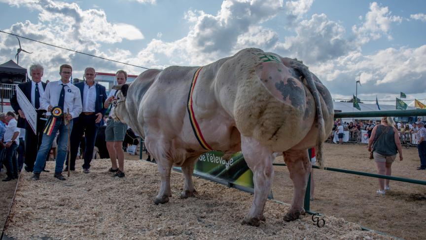 Cactus du Moligna (Lennie X Genièvre), kampioen stieren. Eig.: Bernadette Renard & Valentin Ramelot, Maffe.