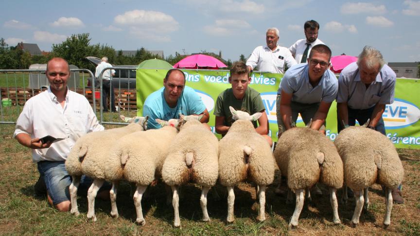 Zes beste ooilammeren:8503-5016/5155/5118 Destexche Bolland,  1051-0389 Baele M Horebeke, 4212-1701/1758 Werbrouck W&G Gits.