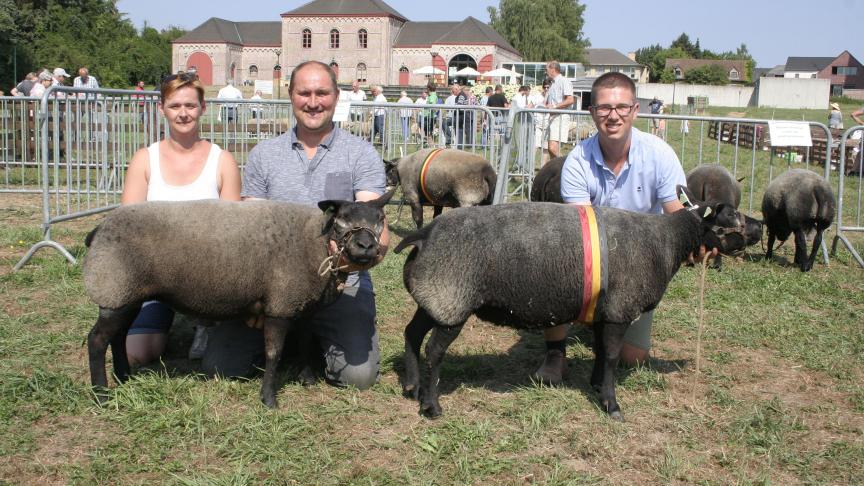 Oude ooi: 4212-1027 Werbrouck W&G Gits.