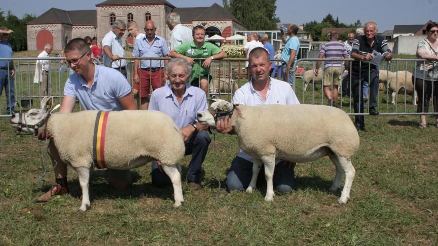 Oude ooi: Kampioen 00228-05566 Werbrouck W&G Gits, Reserve 00228-05687