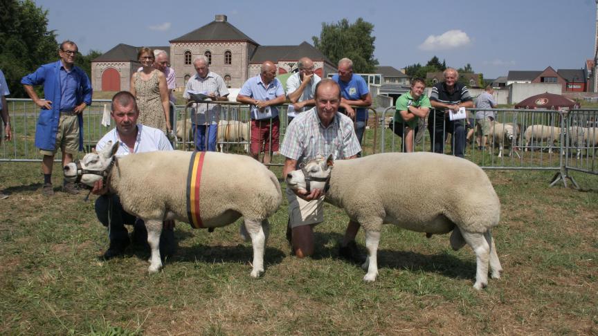 Oude ram: Kampioen 01851-67602 Werbrouck W&G Gits, Reserve 4099-0250 Vanlier J Nieuwenrode.