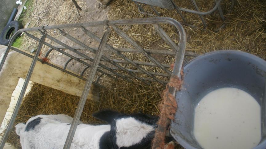 Het is wenselijk om meerdere malen per dag kleinere hoeveelheden te voederen, in plaats van één of tweemaal per dag een te grote hoeveelheid.