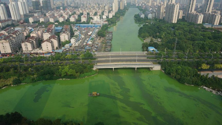 cyanobacteria-2320776_1920