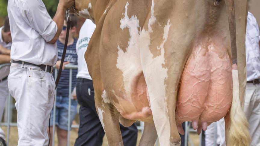 Jubena, reekswinnaar roodbonte koeien. Eig.: Lieven en Frederik Ryckewaert,  Harelbeke.