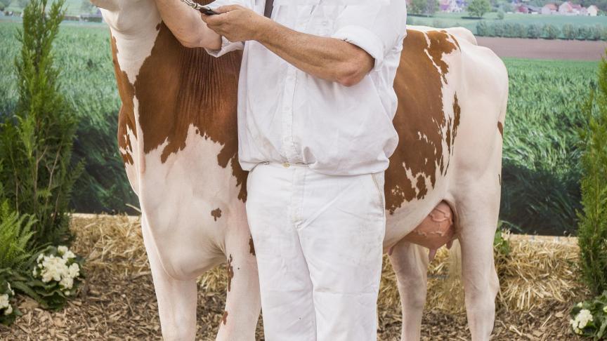 Luna, kampioene gekalfde vaarzen roodbont. Eig.: Lieven Ryckewaert, Harelbeke.