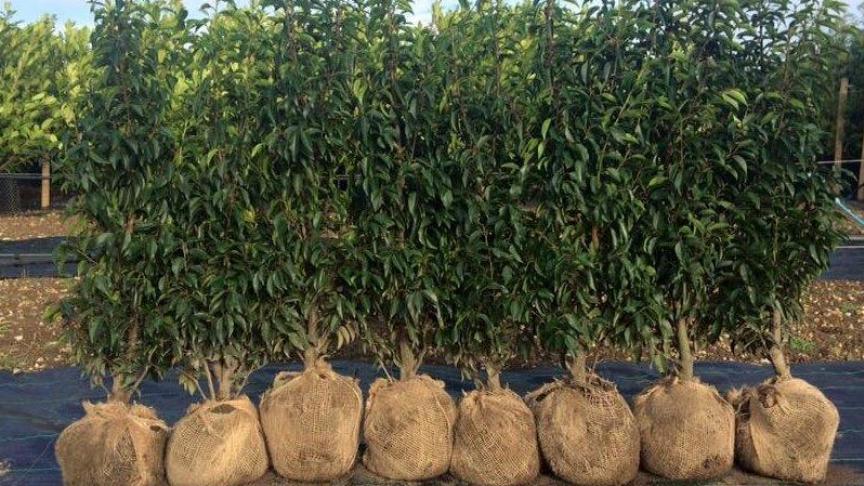 Coniferen en bladhoudende planten zoals haaglaurier en buxus worden vaak verkocht als kluitplant.