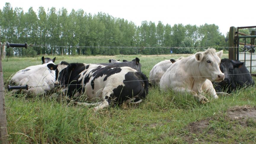 Met meer Amerikaans rundvlees op de EU-markt, neemt de prijsdruk toe.