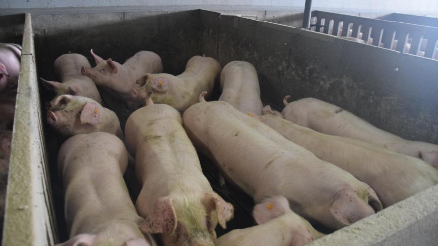 Duitsland kan door de Afrikaanse varkenspest in deelstaat Brandenburg minder exporteren. Tegelijk staat de slachtcapaciteit onder druk door corona.