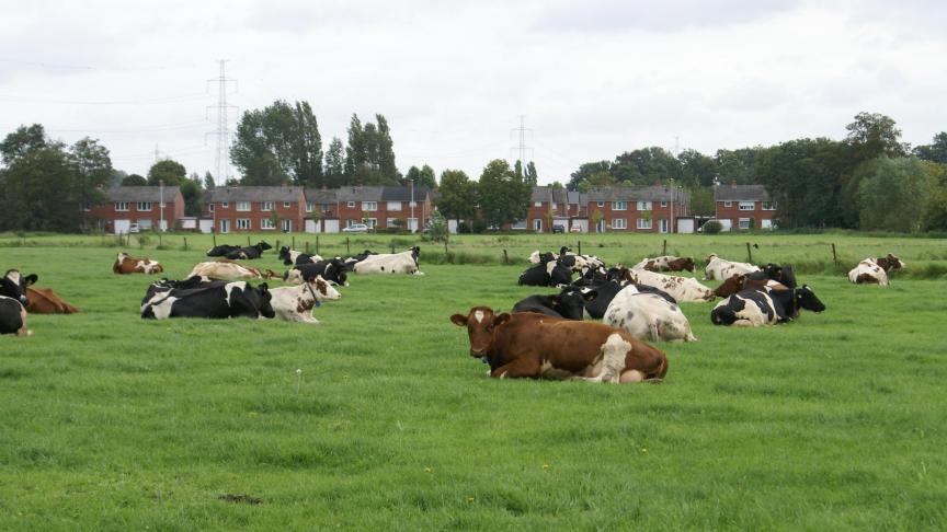 De methaanuitstoot van koeien wordt door Ngo’s soms aangegrepen te pleiten voor een kleinere veestapel.