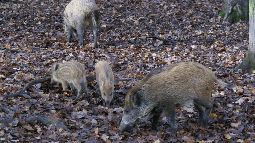 Dat everzwijnen worden uitgezet, is niet bewezen, zo benadrukt Goethals van jagersvereniging HVV.