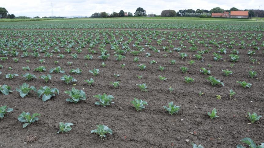 Er moet een schatting gemaakt worden van de oppervlakte van elke teelt met schade en van het gemiddelde schadepercentage van elke teelt.