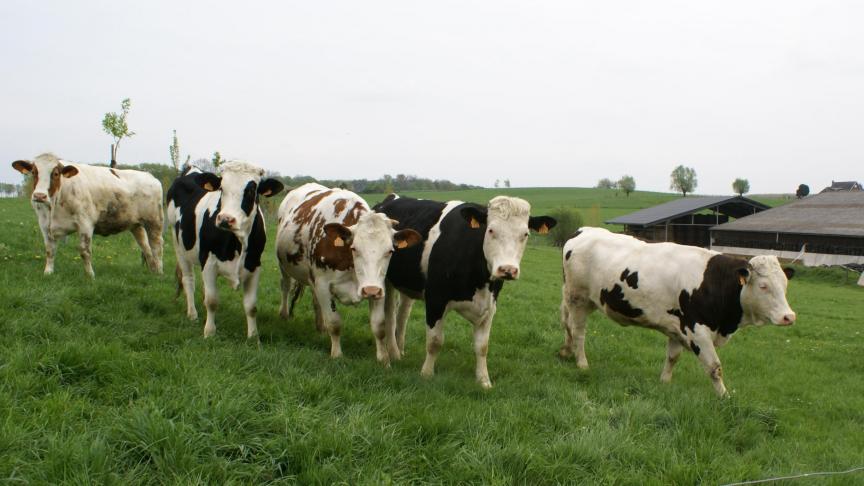 FrieslandCampina eist weidegang, wat met de meer versnipperde perceelsopbouw in Vlaanderen niet altijd evident is.