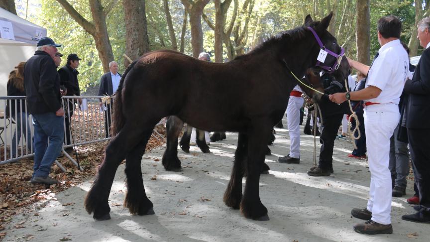 Ines de Lecelles, eerste prijs bij de Le Trait Du Nord. Eig.: Geneviéve Vangeneberg.