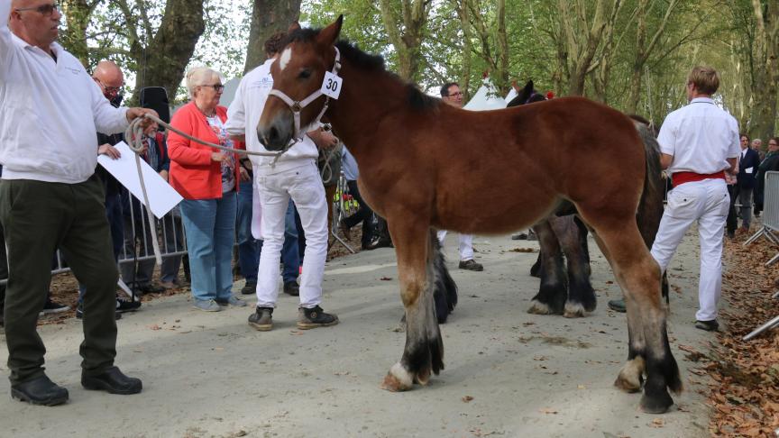 Fantus TN, eerste prijs bij de Rheinische Pferdestambuch. Eig.: Theo Nijssen, nxBeesel.