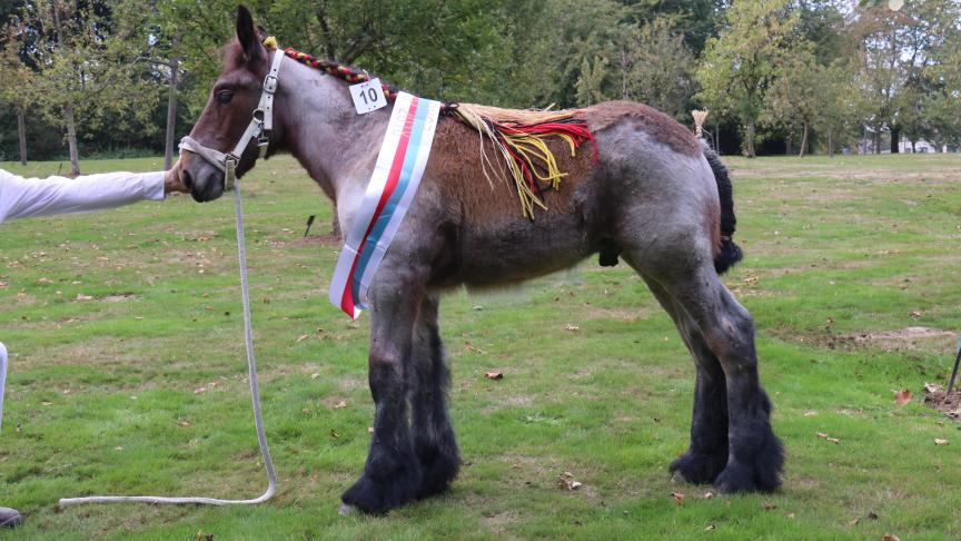 Lander van de Dooreplas, eerste prijs bij de Belgische veulens en tevens Europees kampioen. Eig.: Joke De Boosere, Vosselare.