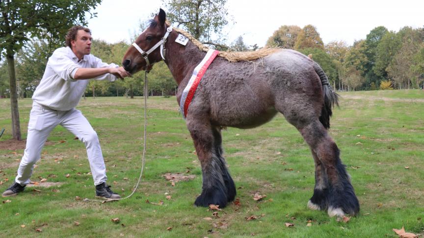 Jet van de Klaverhoeve, eerste prijs bij de Nederlandse veulens en tevens Nederlands kampioen. Eig.: A. Van Der Heijden, Zijtaart.