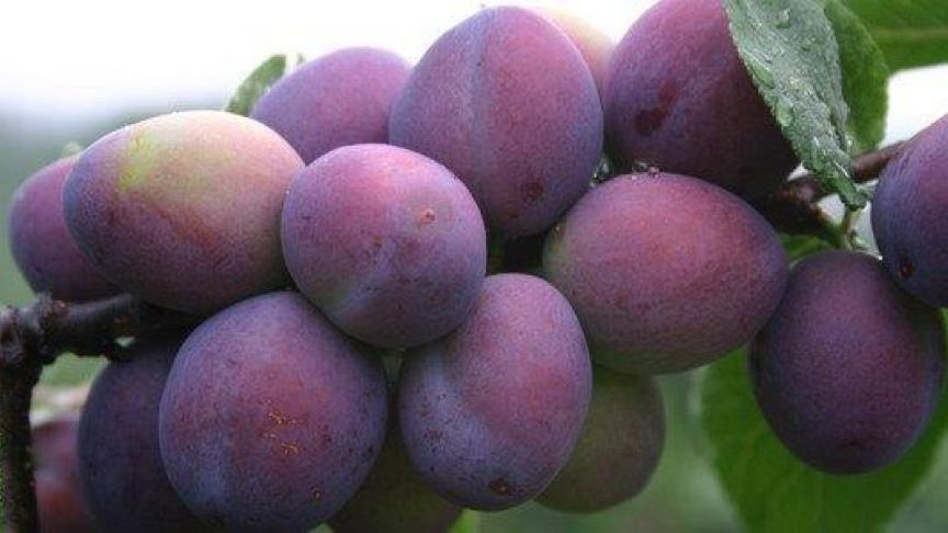 'Queen Victoria', een rijkdragend, zelfbestuivend ras.